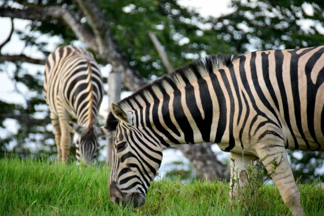 Hacienda napoles zebras
